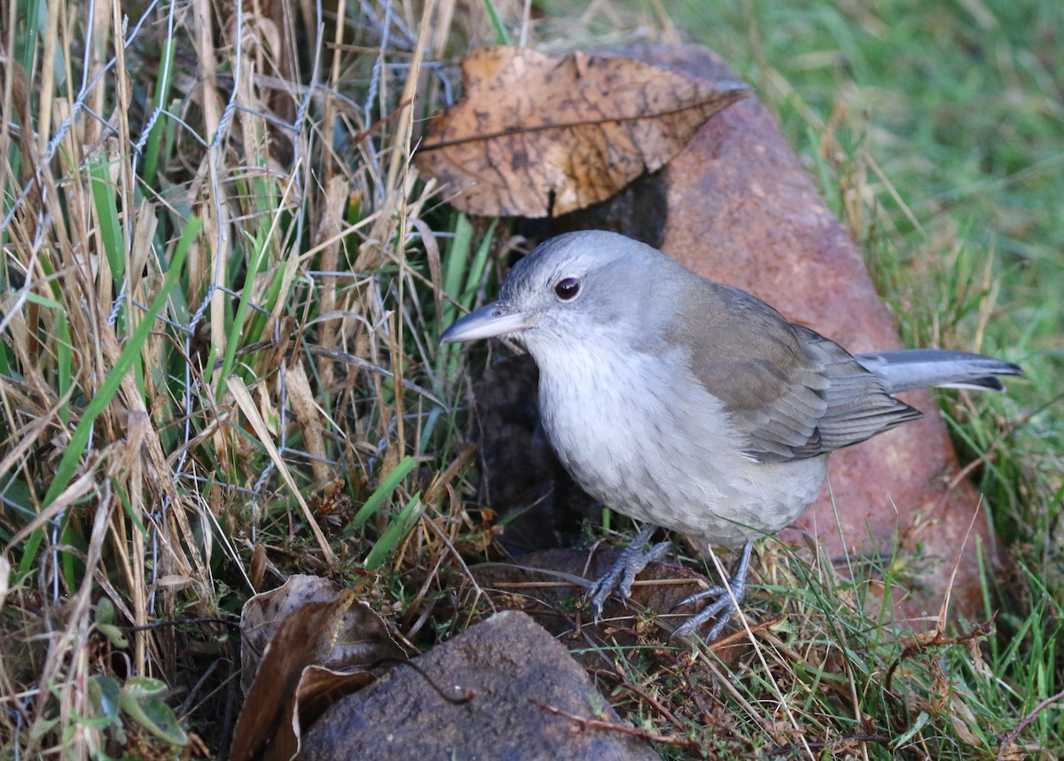 Gray Shrikethrush - ML608645425