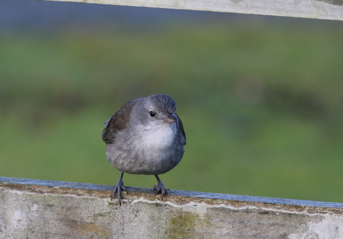 Gray Shrikethrush - ML608645427