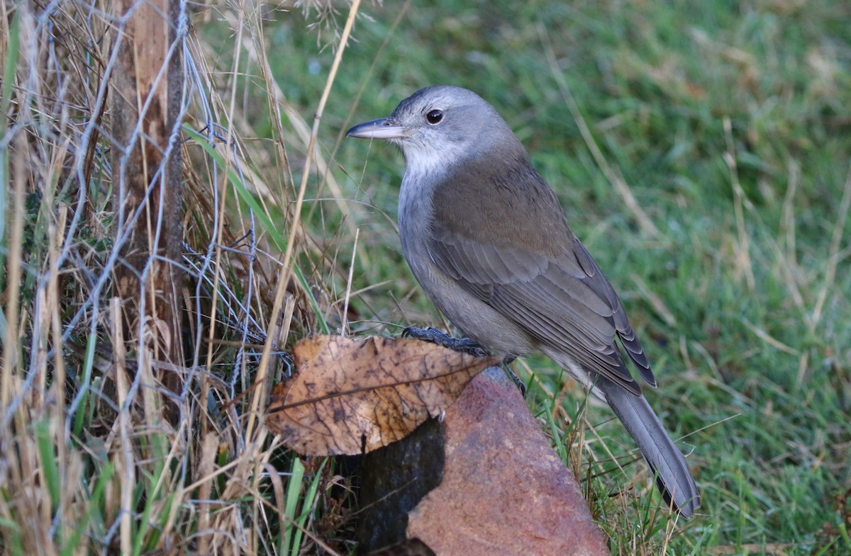 Gray Shrikethrush - ML608645428