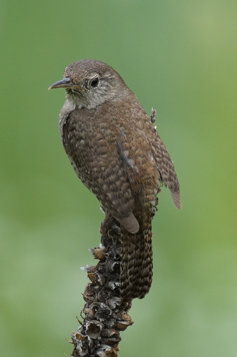 House Wren - ML608645441