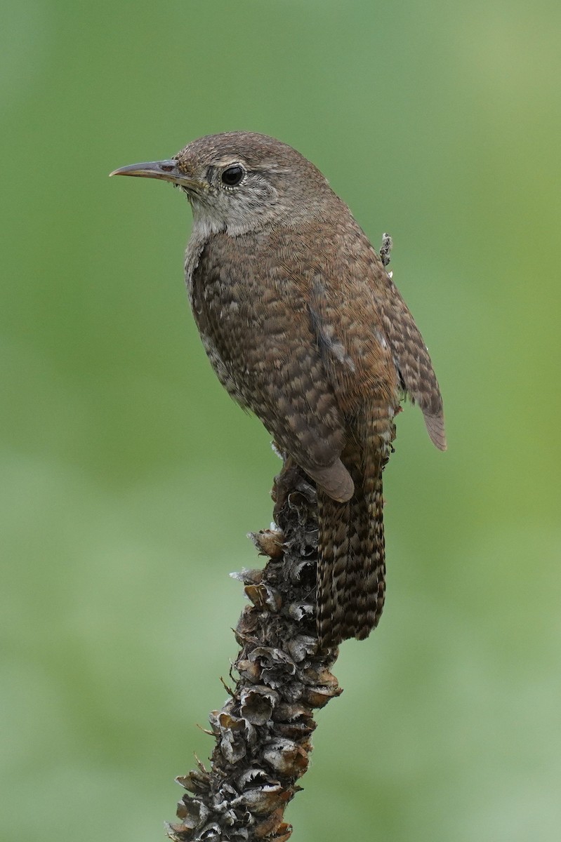 House Wren - ML608645442