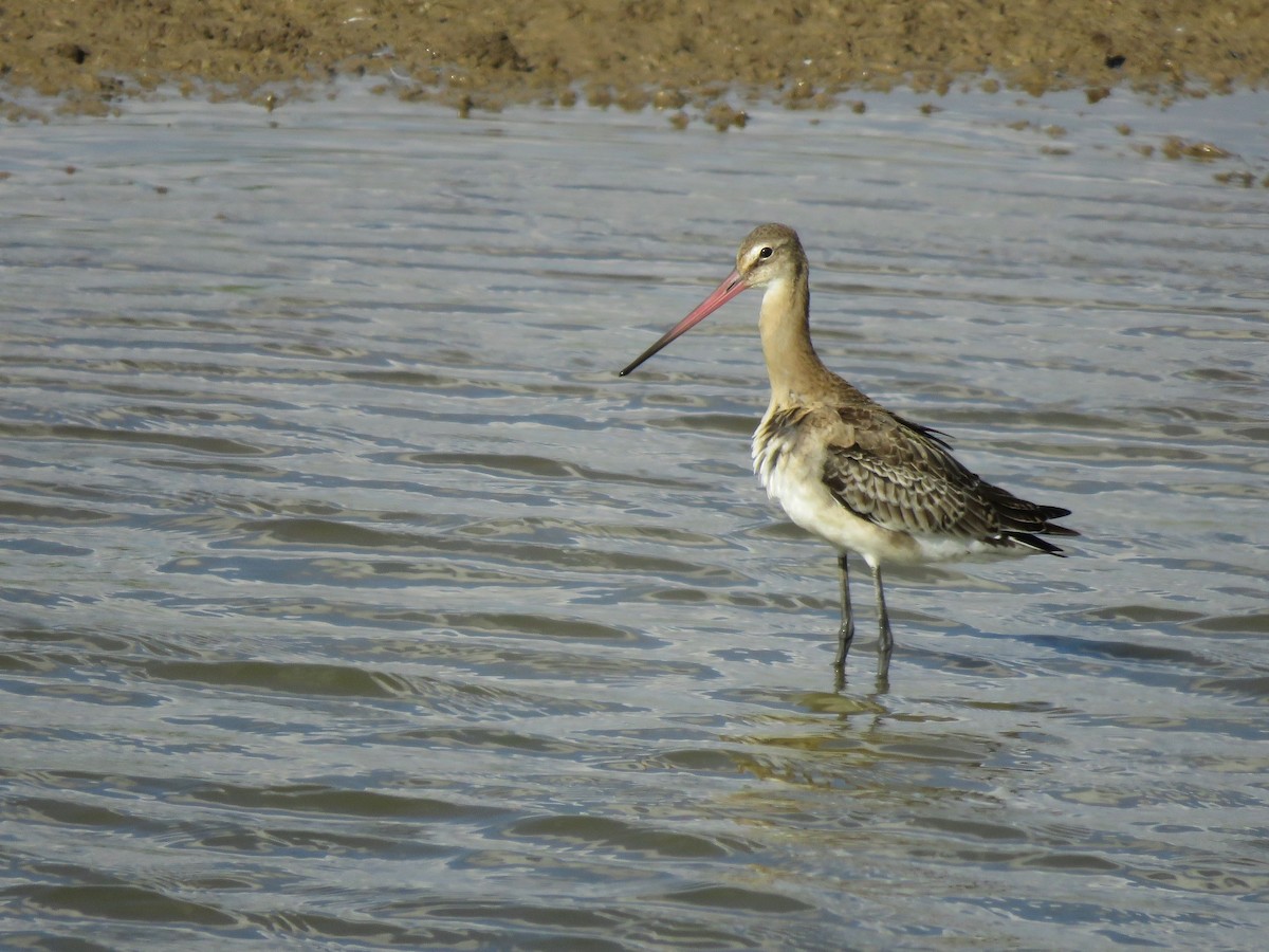 Black-tailed Godwit - ML608645514