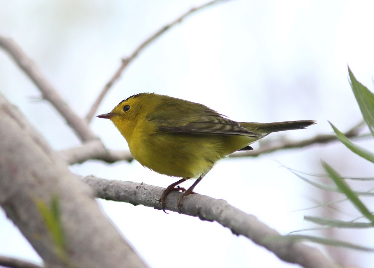 Wilson's Warbler - ML608645520