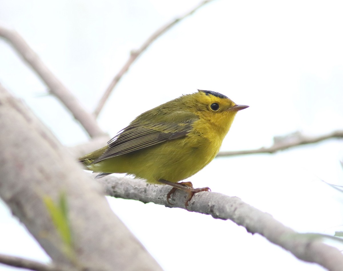 Wilson's Warbler - ML608645543