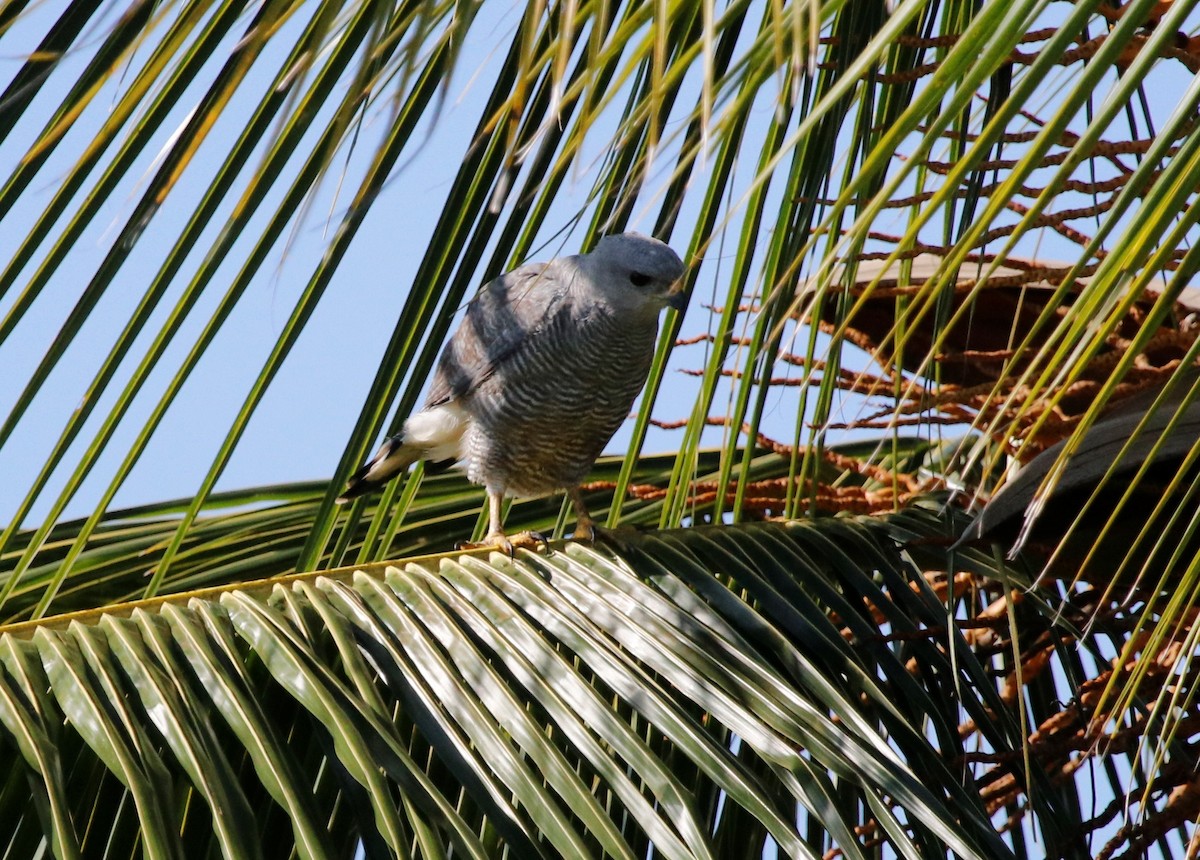 Gray-lined Hawk - ML608645548