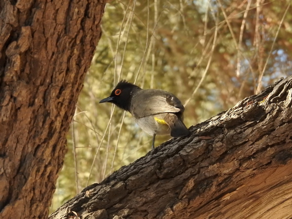 Black-fronted Bulbul - ML608645619