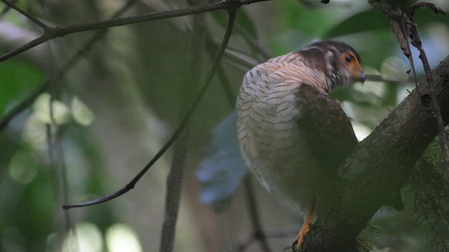 Barred Forest-Falcon - ML608645636