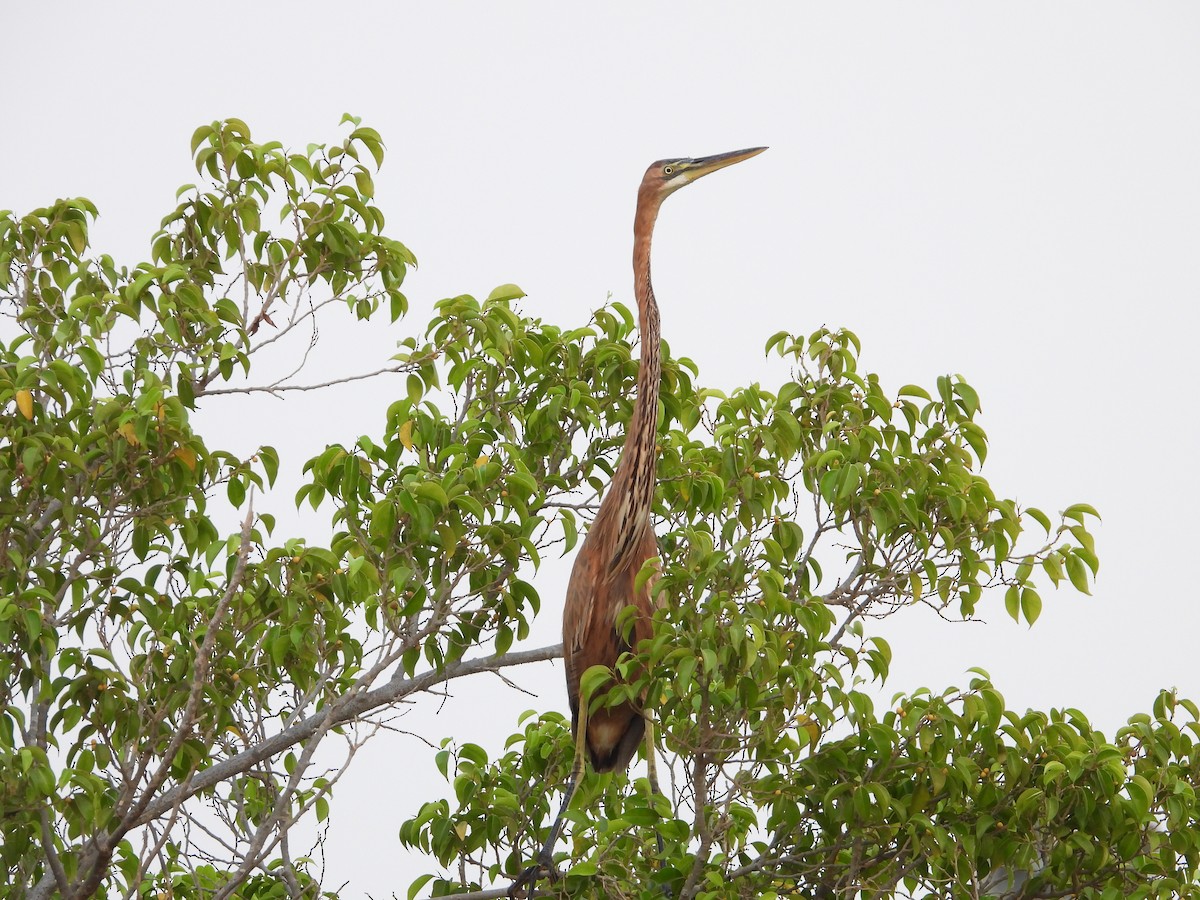 Purple Heron - ML608645654