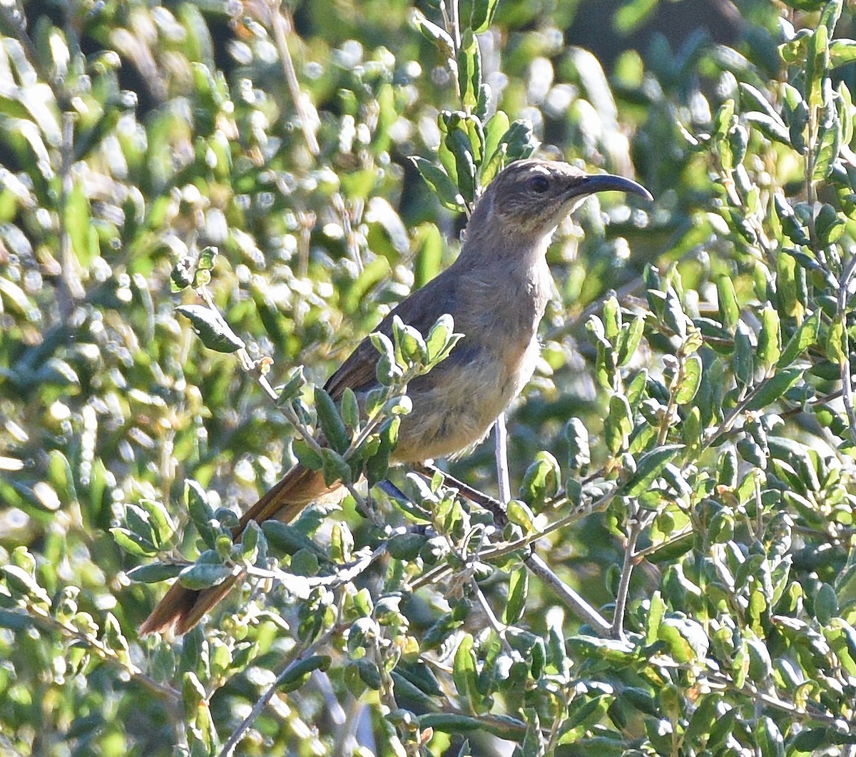 California Thrasher - Steven Mlodinow