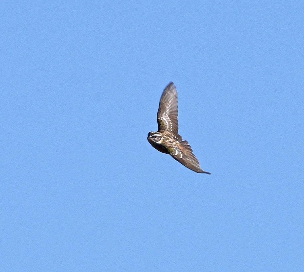 Black-headed Grosbeak - ML608645678