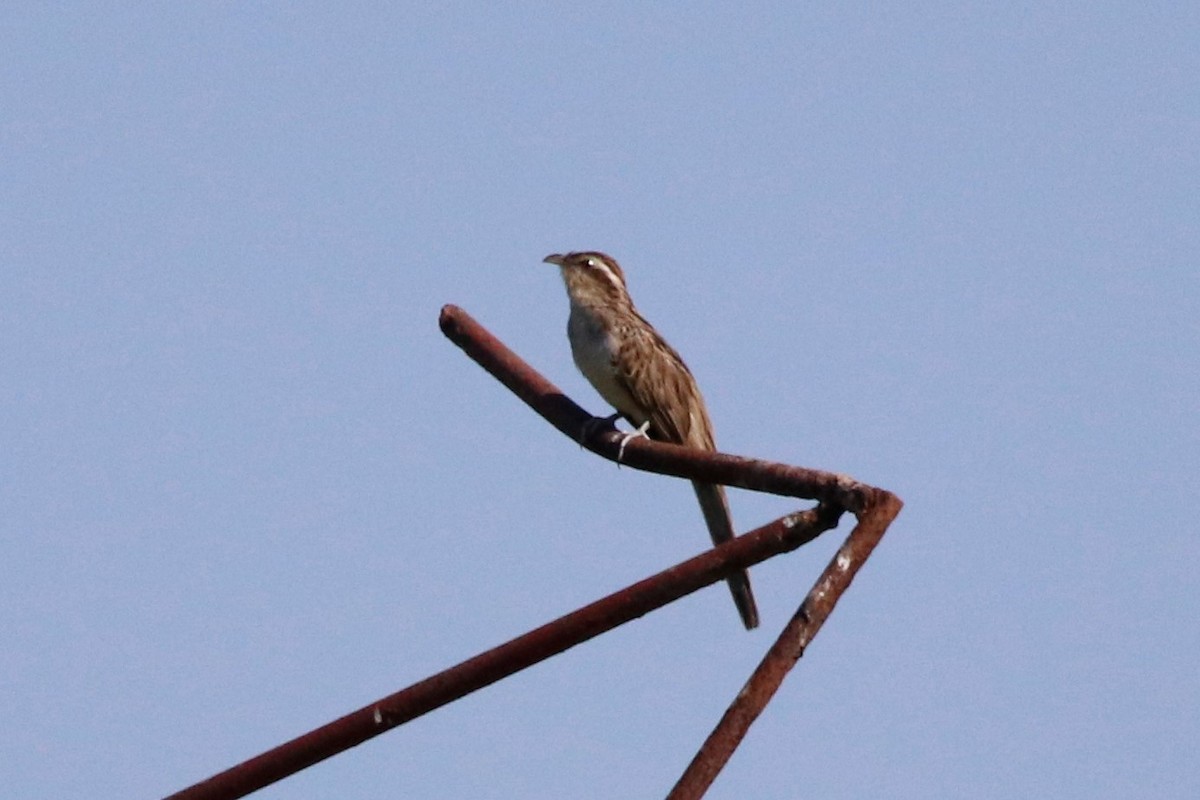 Striped Cuckoo - Jason Fidorra