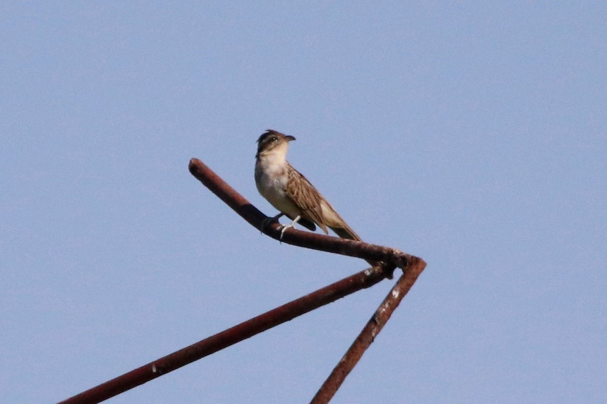 Striped Cuckoo - Jason Fidorra