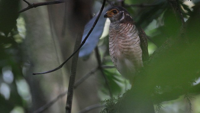 Barred Forest-Falcon - ML608645752