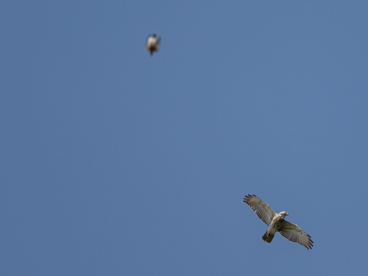 Red-shouldered Hawk - thomas berriman