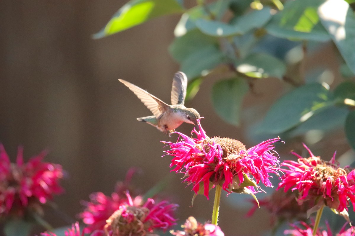 Ruby-throated Hummingbird - ML608645922