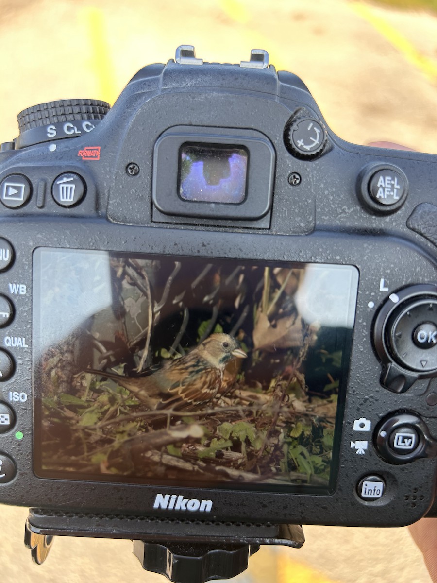 Harris's Sparrow - ML608646037
