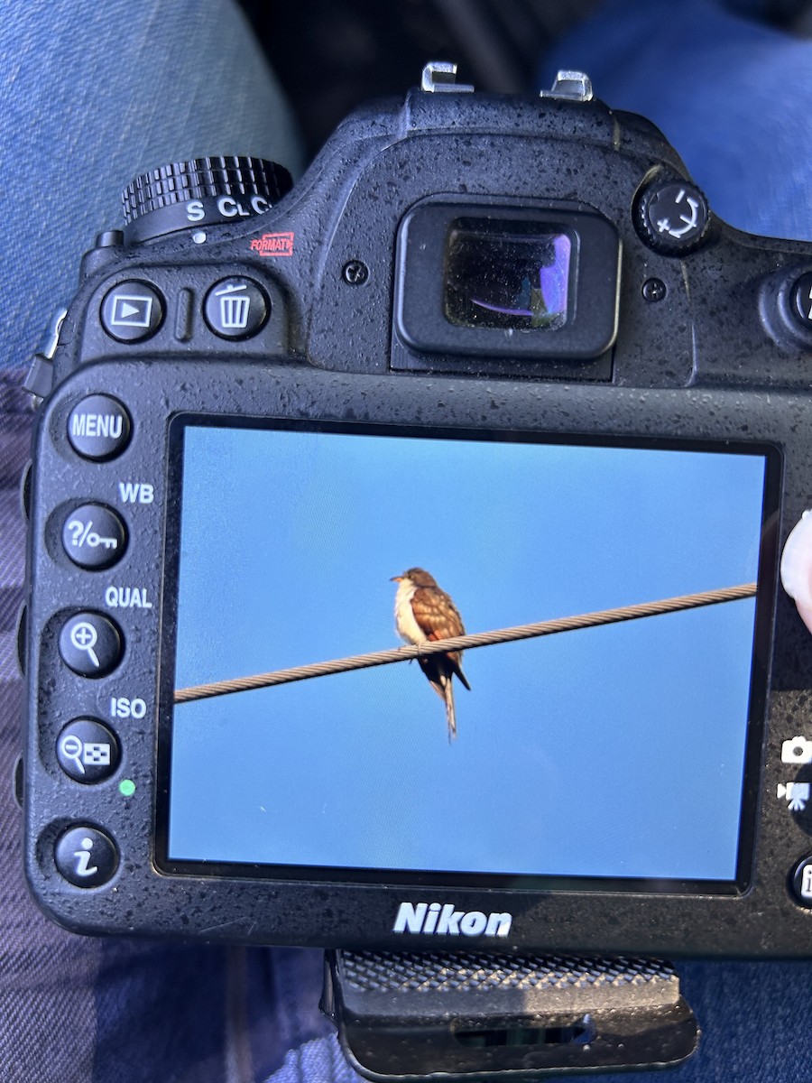 Yellow-billed Cuckoo - ML608646046