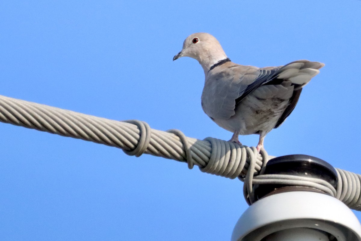 Eurasian Collared-Dove - ML608646131