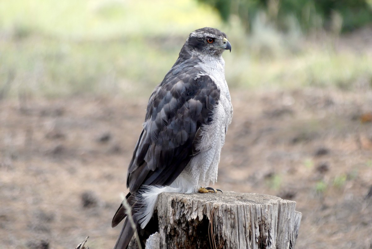 American Goshawk - ML608646149