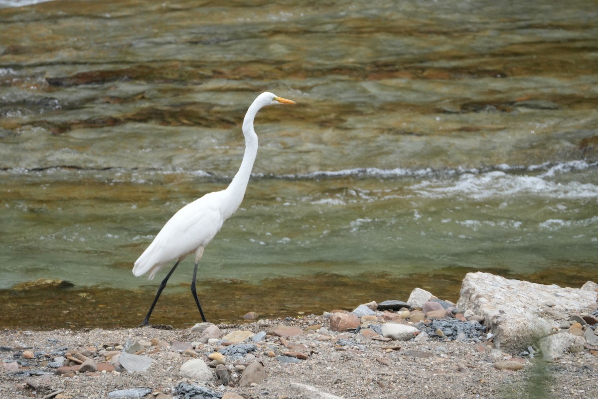 Great Egret - ML608646249