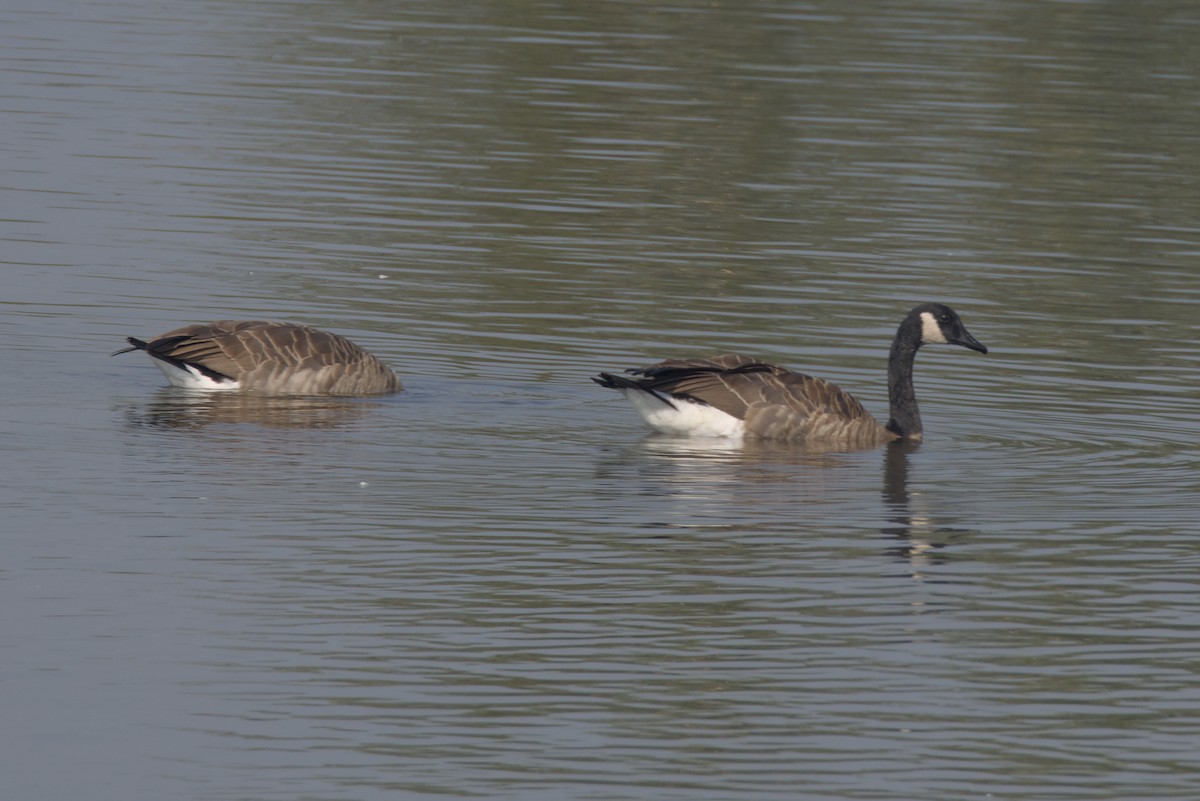 Canada Goose - ML608646282