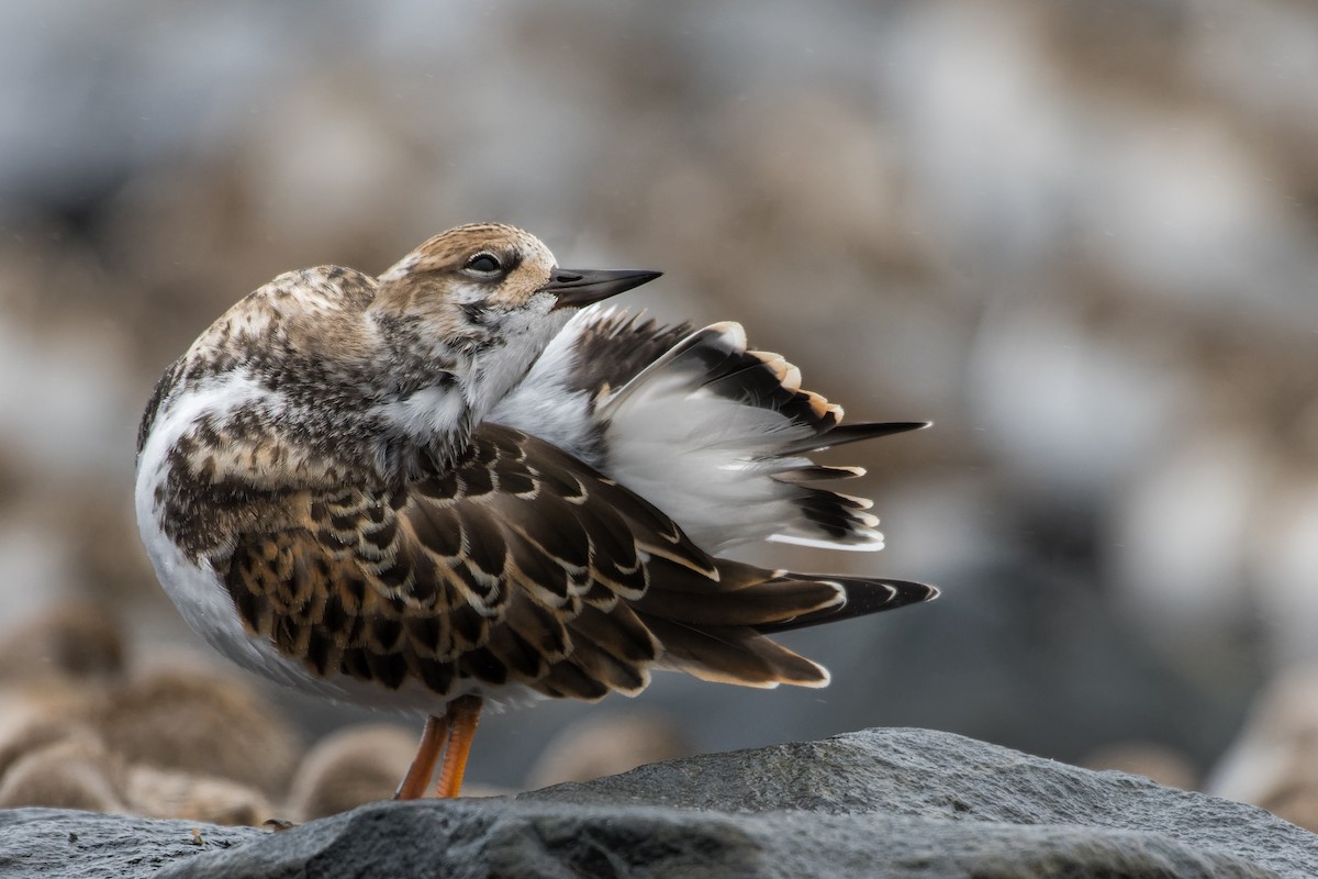 Ruddy Turnstone - ML608646335