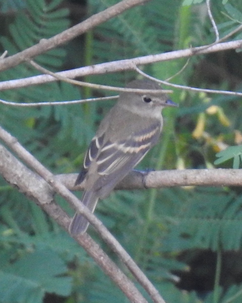 Alder/Willow Flycatcher (Traill's Flycatcher) - ML608646369