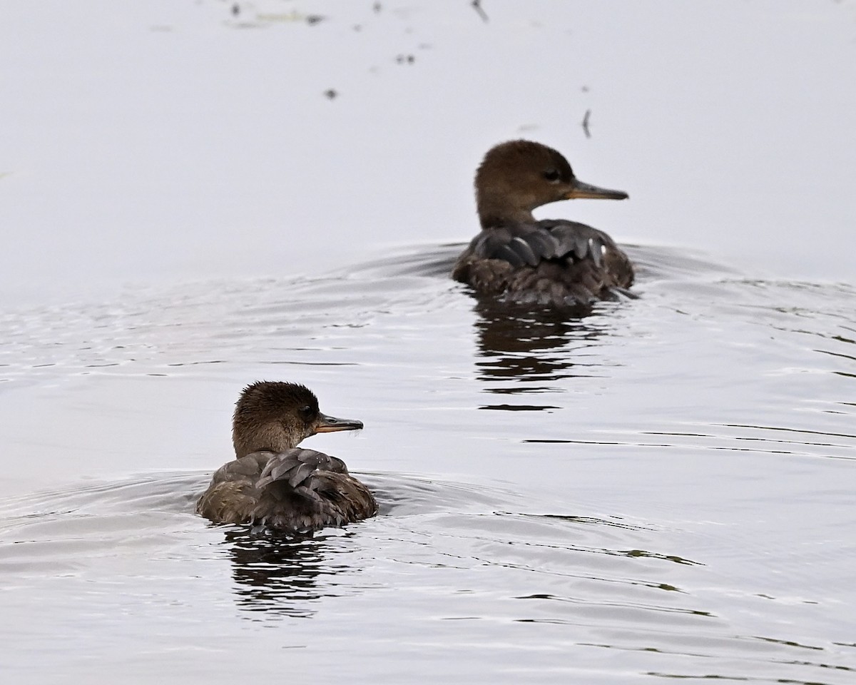 Hooded Merganser - Joe Wujcik