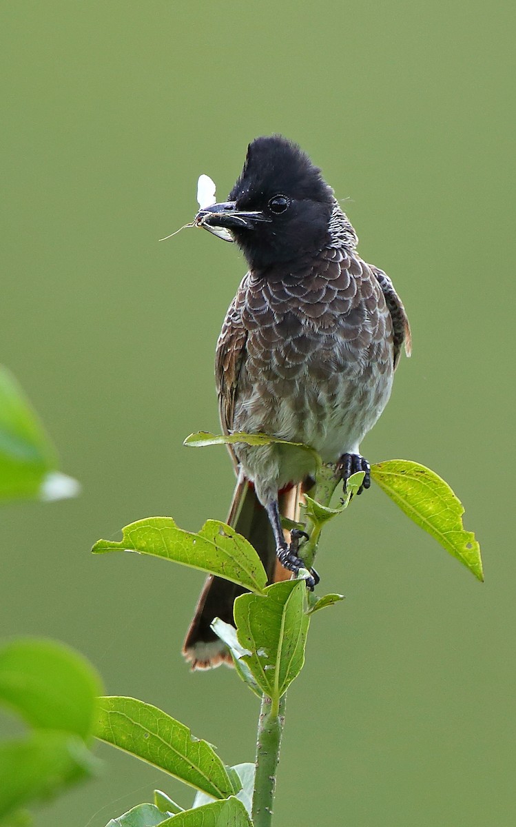 Red-vented Bulbul - ML608646445