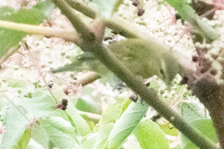 Tennessee Warbler - ML608646577