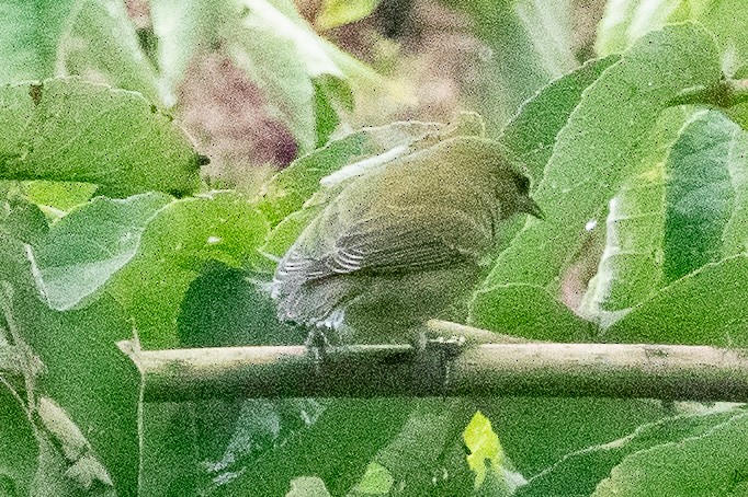 Tennessee Warbler - ML608646579