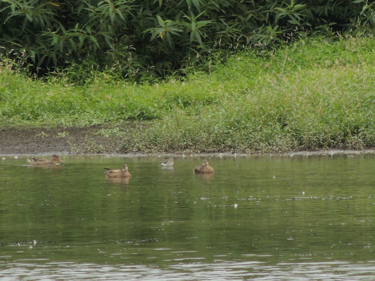 Stilt Sandpiper - ML608646588