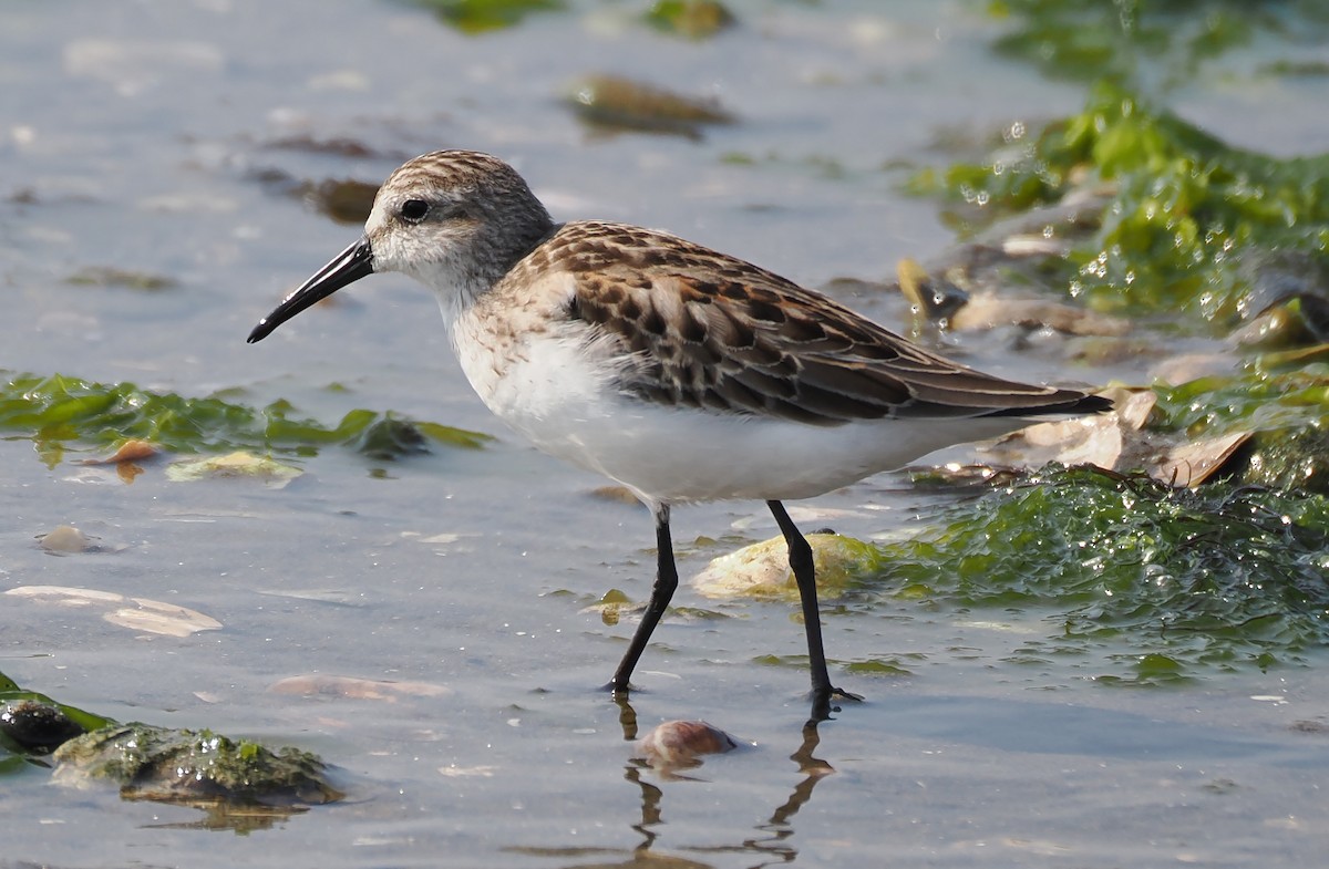 Western Sandpiper - Bill Rankin