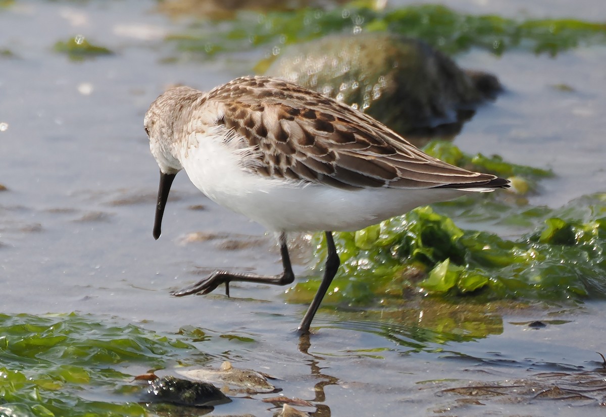 Western Sandpiper - ML608646704