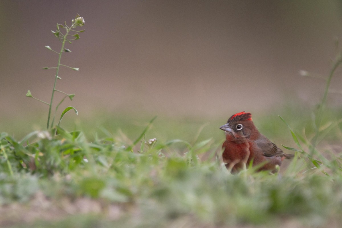 Red-crested Finch - Gonzalo Camiletti