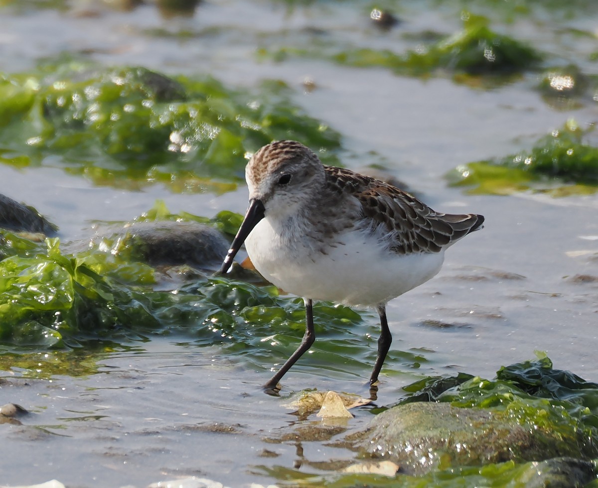 Western Sandpiper - ML608646762