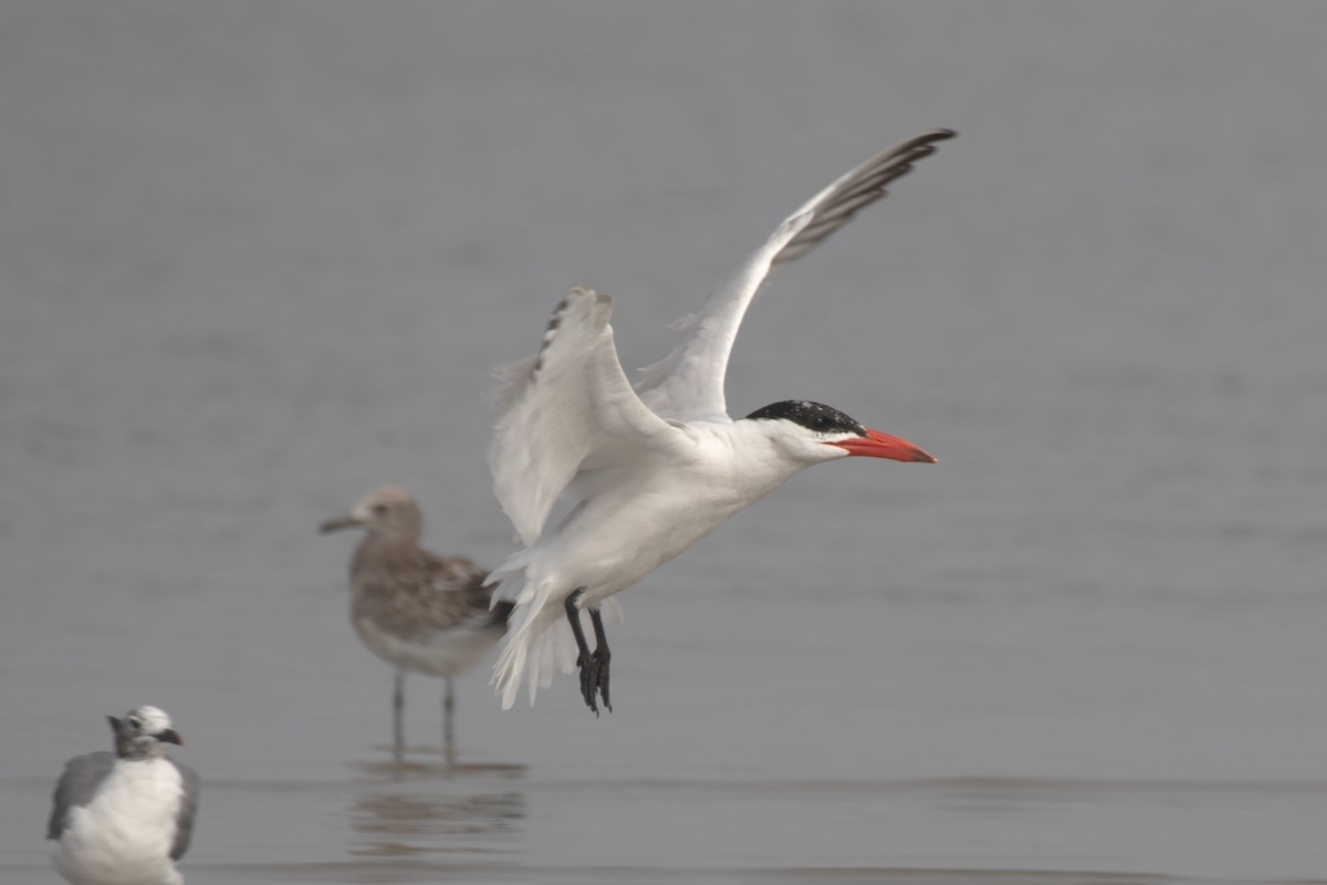 Caspian Tern - ML608646782