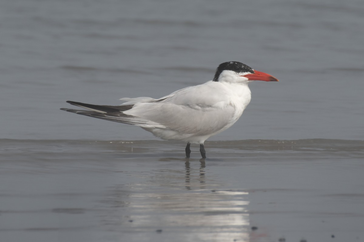 Caspian Tern - ML608646783