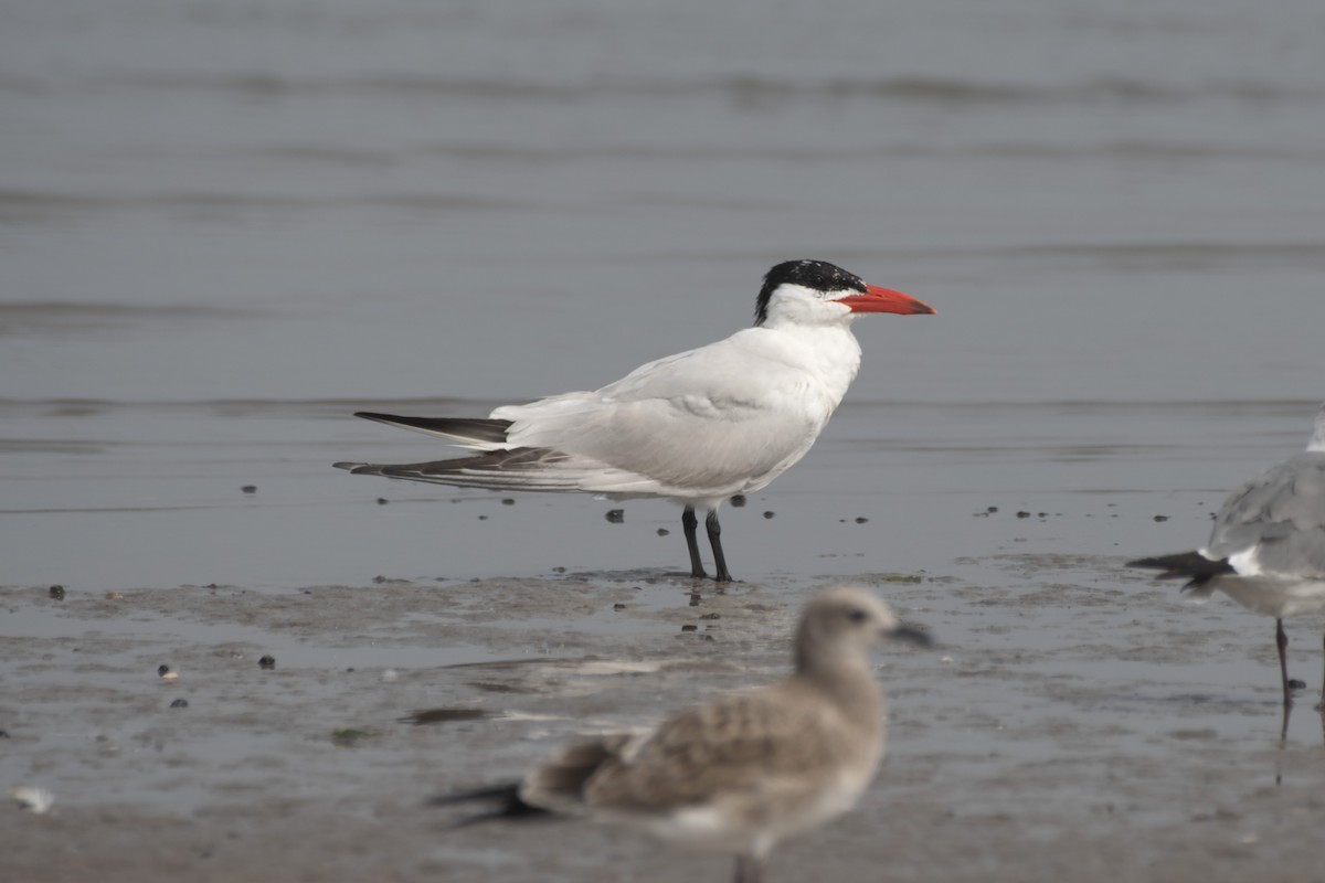 Caspian Tern - ML608646784