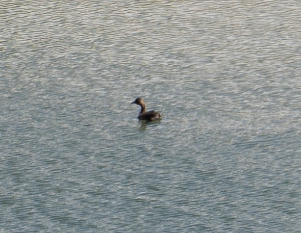 Eared Grebe - ML608646814