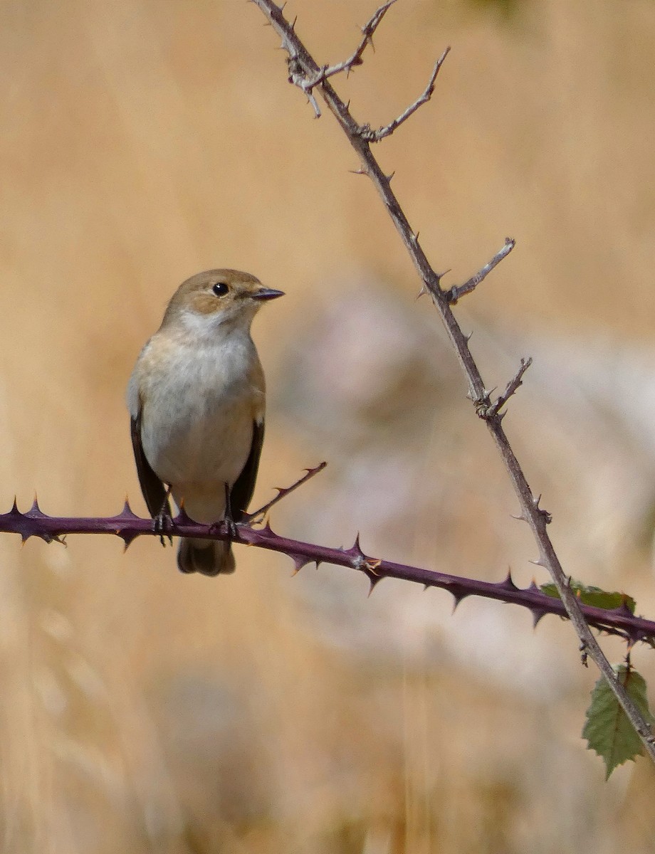 European Pied Flycatcher - ML608646888