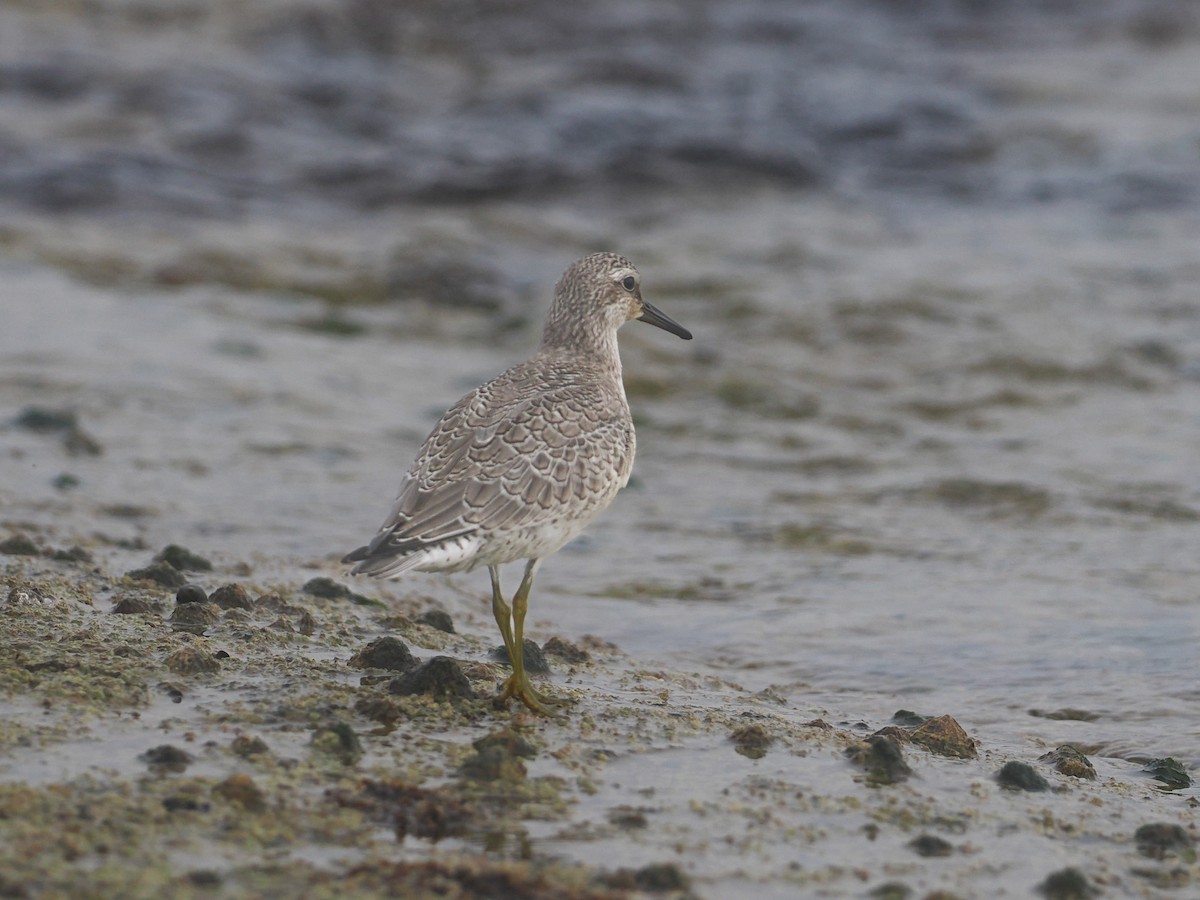 Red Knot - ML608646980