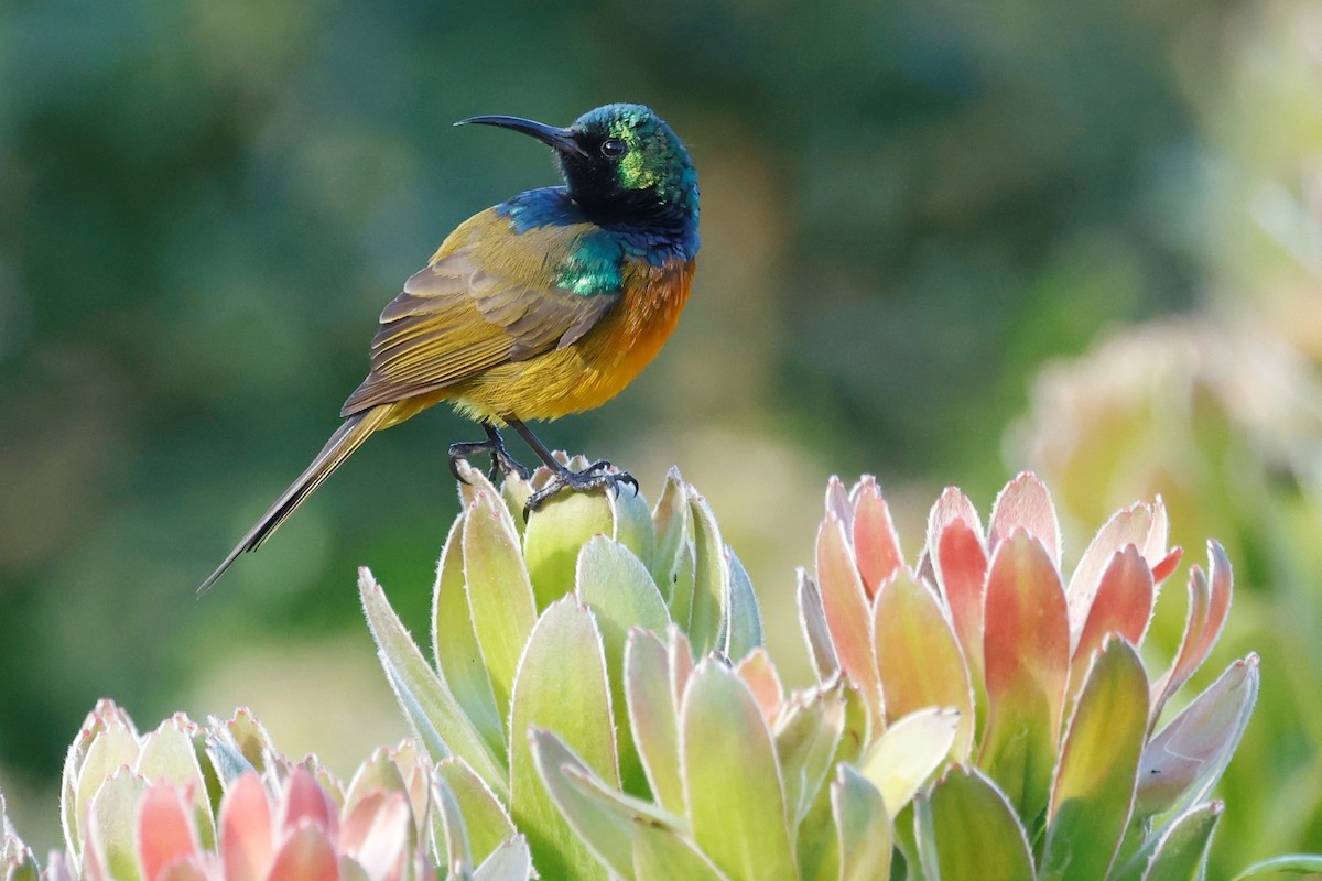 Orange-breasted Sunbird - John Mills