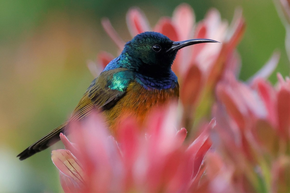 Orange-breasted Sunbird - John Mills