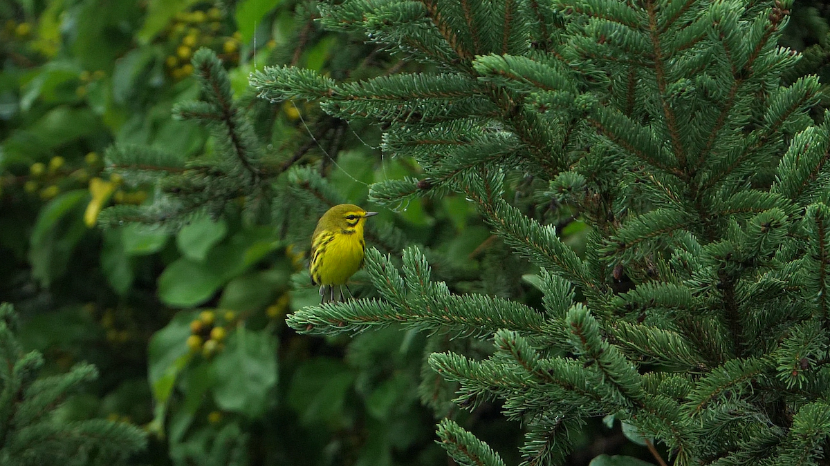 Prairie Warbler - ML608647083