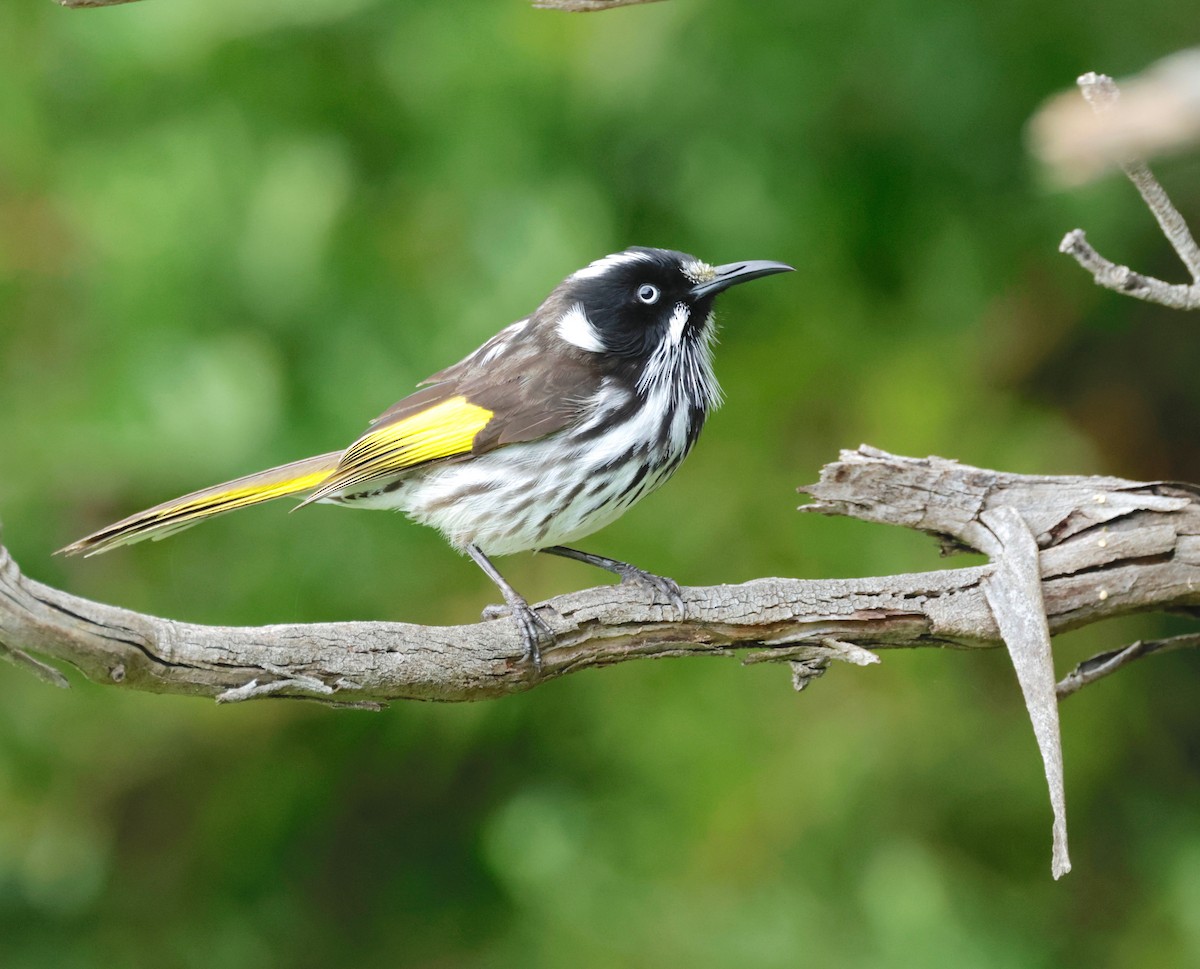 New Holland Honeyeater - ML608647114