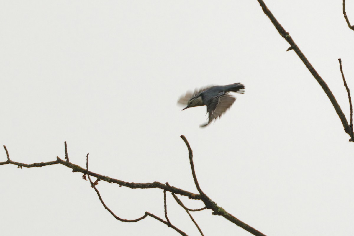 White-breasted Nuthatch - ML608647115