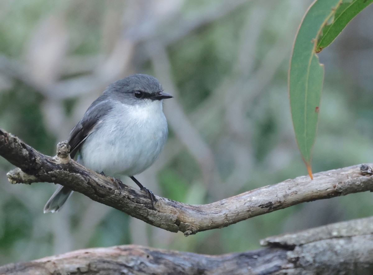 White-breasted Robin - ML608647124