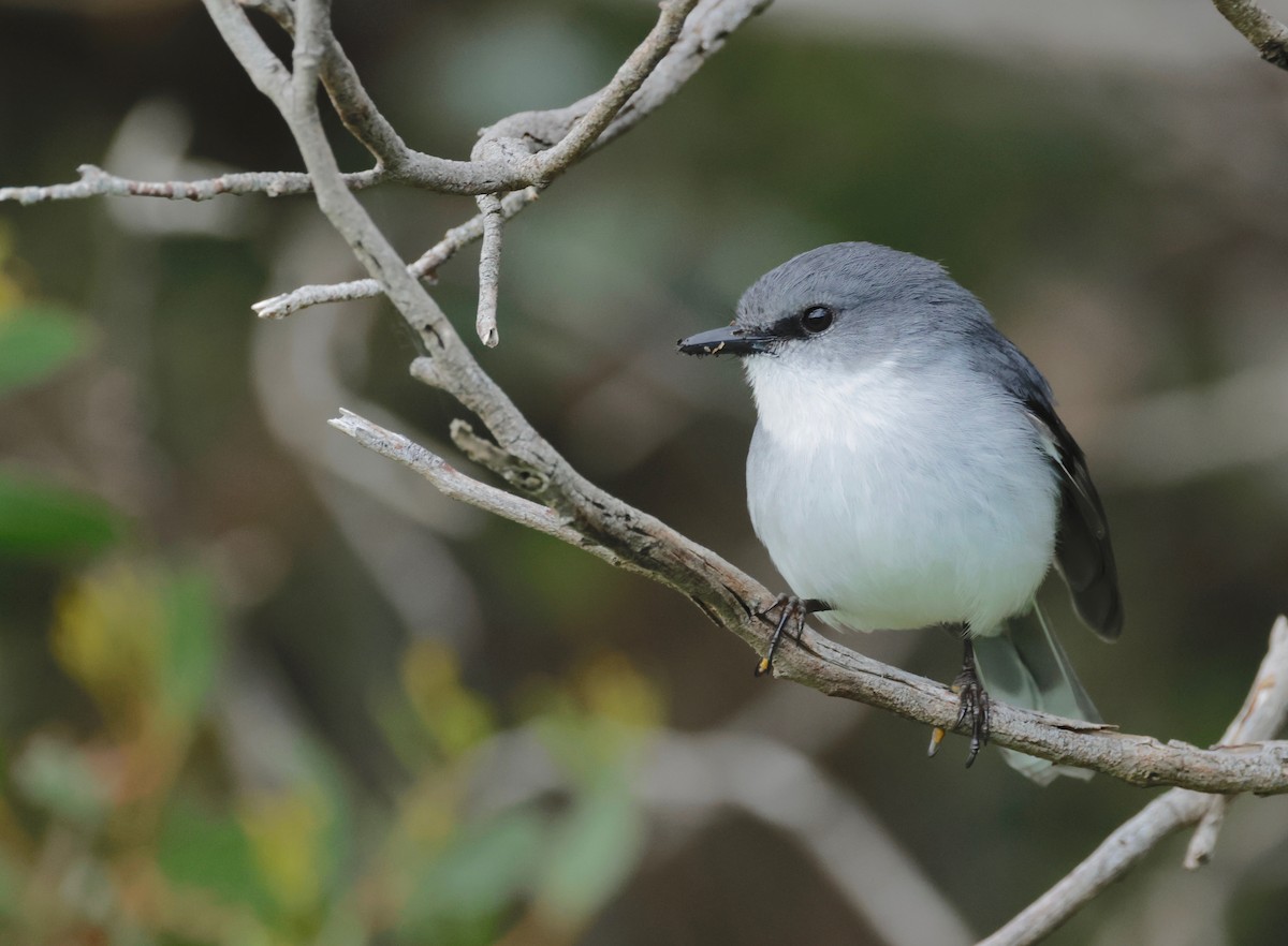 White-breasted Robin - ML608647126