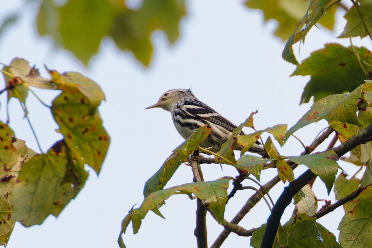 Black-and-white Warbler - ML608647152